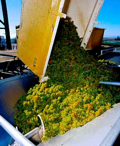 Chardonnay grapes arriving at Acacia Winery   Napa California  Carneros AVA