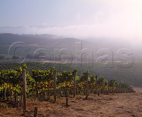 Fog drifting in from San Pablo Bay over vineyards in the Carneros region Napa Valley California