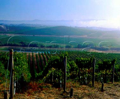 Fog drifting in from San Pablo Bay over vineyards in   the Carneros region Napa Co California