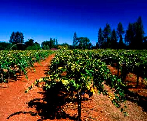 Old Zinfandel vines in Summit Lake Vineyard   on Howell Mountain Angwin Napa Co California   Howell Mountain AVA