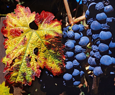 Zinfandel grapes of Summit Lake Vineyard   Angwin Napa Co California   Howell Mountain AVA