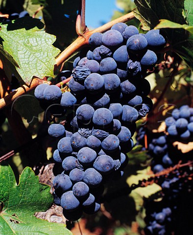 Zinfandel grapes in Summit Lake Vineyard   Angwin Napa Co California   Howell Mountain AVA