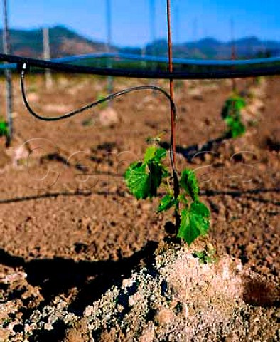 Irrigation of young vine Rutherford   Napa Valley California
