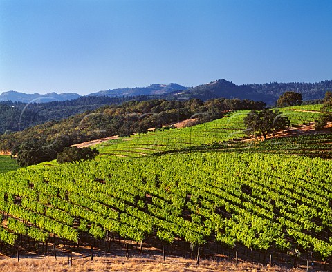 Quintessa vineyard from which Franciscan produce a Meritage red from Cabernet Sauvignon Merlot and Cabernet Franc  Rutherford Napa Valley California