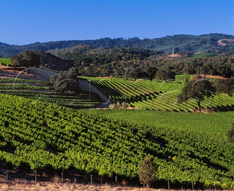 Part of the 180acre Quintessa vineyard from which   Franciscan produce a top Meritage red from  Cabernet Sauvignon Merlot and Cabernet Franc  Rutherford Napa Co California
