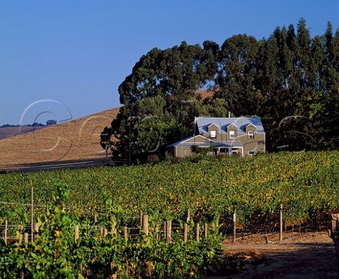 Brown Ranch Vineyard from which Saintsbury   produce their top Pinot Noir     Napa California     Carneros AVA