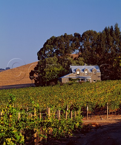 Brown Ranch Vineyard from which Saintsbury produce their top Pinot Noir Napa California Carneros AVA