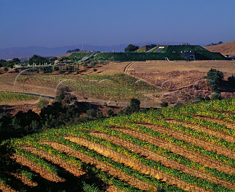 View over Chardonnay vineyard to the almosthidden winery of Artesa Napa California  Carneros AVA