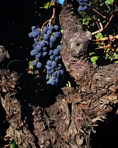 Zinfandel grapes on 100year old vine in   Lytton Springs Vineyard of Ridge   Healdsburg Sonoma Co California   Dry Creek Valley AVA