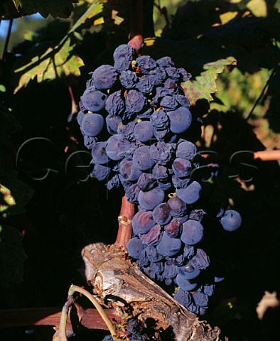 Zinfandel grapes in Lytton Springs Vineyard of Ridge Healdsburg Sonoma County California Dry Creek Valley AVA