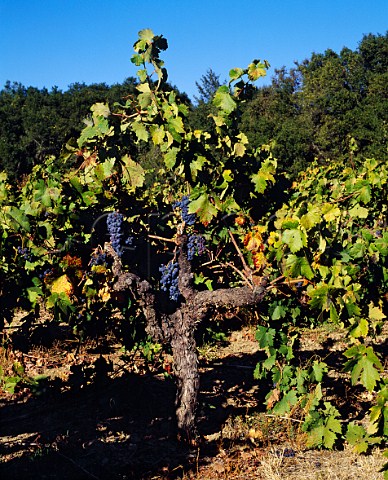 Zinfandel grapes on old vine in Lytton Springs Vineyard of Ridge Healdsburg Sonoma County California Dry Creek Valley AVA