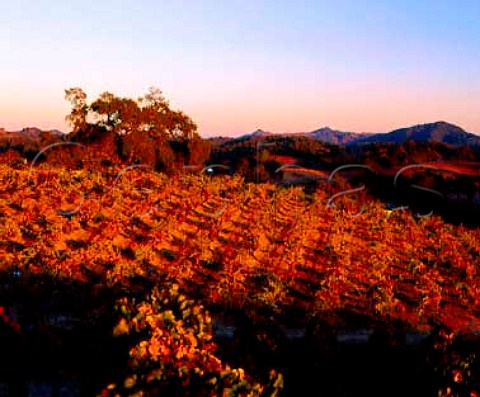 The ancient Lytton Springs Vineyard of Ridge  contains principally Zinfandel but also some Carignan and Petite Sirah    Healdsburg Sonoma Co California     Dry Creek Valley AVA