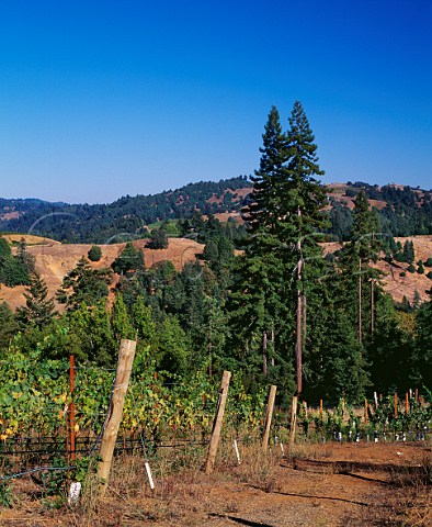 Vineyard of Flowers Winery on Camp Meeting Ridge Near Cazadero Sonoma County California Sonoma Coast AVA