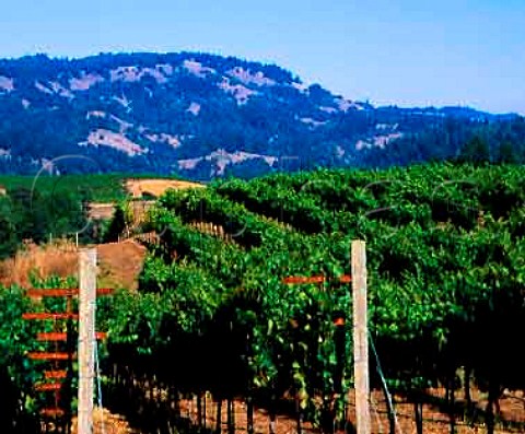 Vineyard of Flowers Winery on Camp Meeting Ridge   near Cazadero Sonoma Co California      Sonoma Coast AVA