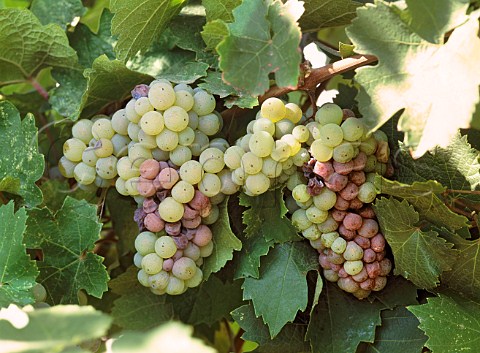 Riesling grapes with some botrytis  Kiona Vineyards Benton City Washington USA  Red Mountain AVA
