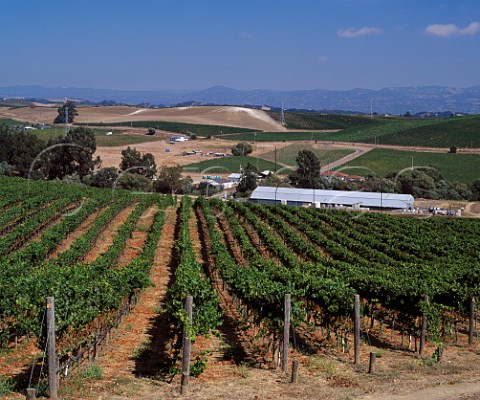 View over vineyard to Robert Mondavi Carneros Winery Napa California   Carneros AVA