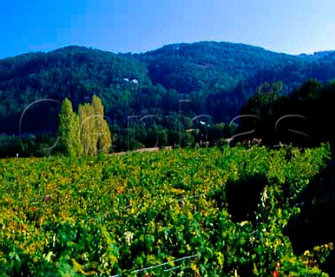 Cabernet Sauvignon vineyard of Laurel Glen high on   the slopes of Sonoma Mountain Glen Ellen   Sonoma Co California   Sonoma Mountain AVA