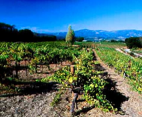 Cabernet Sauvignon vineyard of Laurel Glen high on   the slopes of Sonoma Mountain Glen Ellen   Sonoma Co California   Sonoma Mountain AVA
