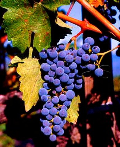 Smallberried clusters of Cabernet Sauvignon grapes   in vineyard of Laurel Glen Glen Ellen Sonoma County   California  Sonoma Mountain AVA