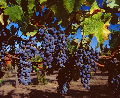 Smallberried clusters of Cabernet Sauvignon grapes  in vineyard of Laurel Glen Glen Ellen Sonoma County  California  Sonoma Mountain AVA