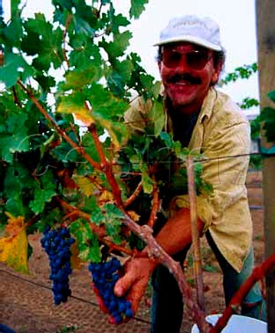 Jerry Alexander harvesting Cabernet Sauvignon   grapes in his vineyard along the Silverado Trail near   Napa California    Napa Valley AVA