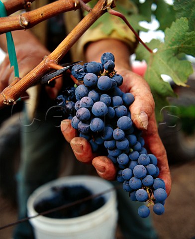 Harvesting Cabernet Sauvignon grapes in   vineyard of Jerry Alexander Napa California    Napa Valley AVA