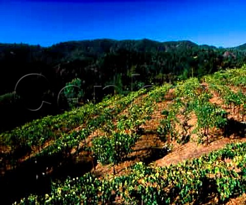 Cabernet Franc vineyard of Long Meadow Ranch   a property high above the valley floor which is run   on organic principles    StHelena Napa Co California