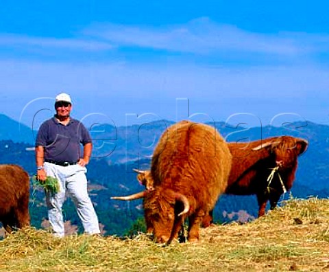 Ted Hall with some of his Scottish Highland Cattle which he breeds on Long Meadow Ranch his property high up on the west side of Napa Valley Run onorganic principles he also produces wine and oliveoil    StHelena Napa Co California