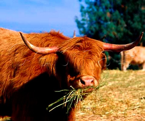 Scottish Highland Cattle which are bred by Ted Hallon Long Meadow Ranch his property high up on thewest side of Napa Valley Run on organic principleshe also produces wine and olive oil    StHelena Napa Co California