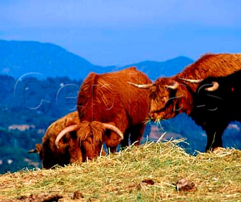 Scottish Highland Cattle which are bred by Ted Hallon Long Meadow Ranch his property high up on thewest side of Napa Valley Run on organic principleshe also produces wine and olive oil    StHelena Napa Co California