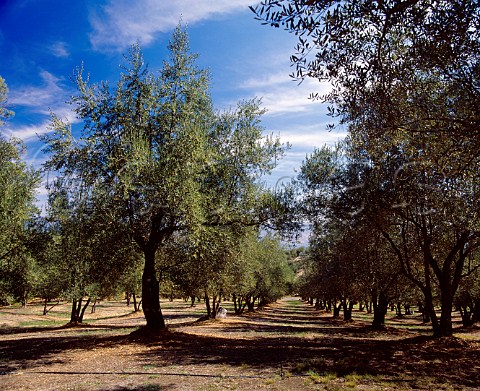 The 100yearold olive grove now producing organic   olive oil which Ted Hall discovered after he bought   Long Meadow Ranch   StHelena Napa Co California