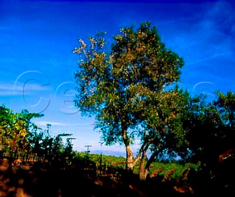 Oak tree in vineyard of Long Meadow Ranch   StHelena Napa Co California