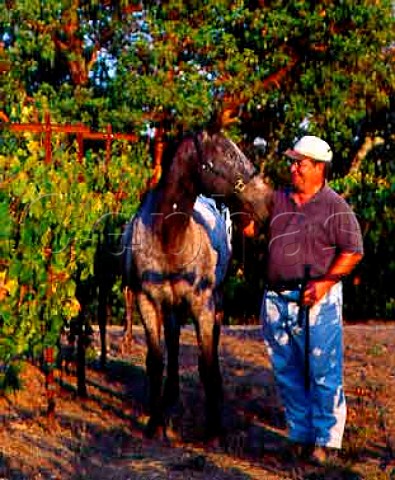 Ted Hall with Easy one of the Appaloosa horses   he breeds on Long Meadow Ranch   StHelena Napa Co California