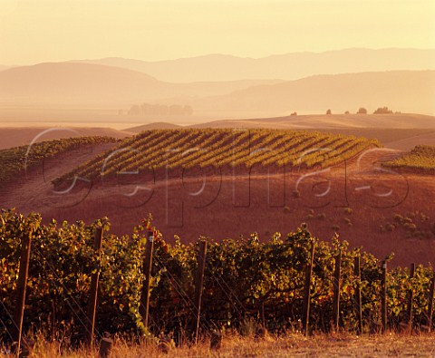 Evening light on Robert Mondavi Carneros vineyards Napa California Carneros AVA