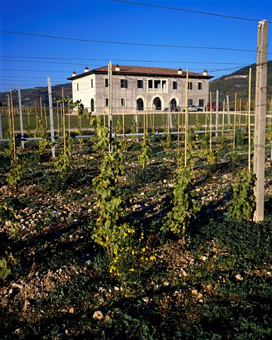 Young vineyard by house of Romano dal Forno Illasi   Veneto Italy   Valpolicella