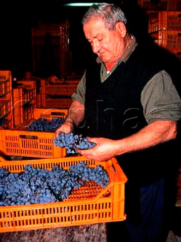 Sorting grapes for Amarone at Tommasi   Pedemonte Veneto Italy Valpolicella