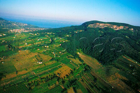 Vineyards on the slopes of   Mount Badacsony with Lake Balaton   in the distance   Hungary