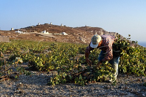 Pruning in vineyard at Emporio  Santorini Greece
