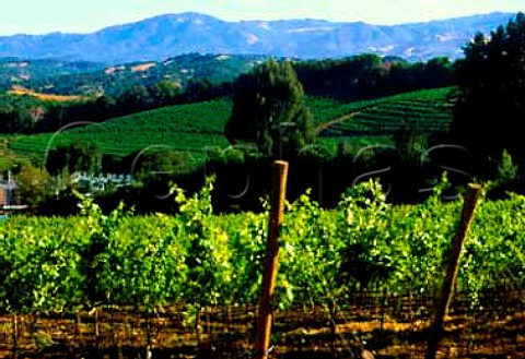 Vineyard of BenzigerGlen Ellen on Sonoma Mountain   Glen Ellen Sonoma Co California    Sonoma Mountain AVA