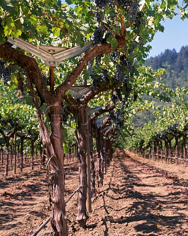 Cabernet Sauvignon vines trained on a Split Cordon   trellis system in Staglin Family Vineyard   Rutherford Napa Co California