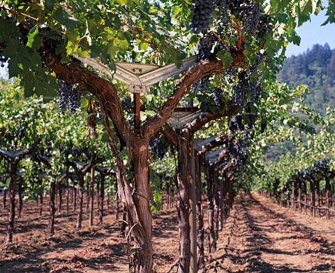 Cabernet Sauvignon vines trained on a Split Cordon   trellis system in Staglin Family Vineyard   Rutherford Napa Valley California