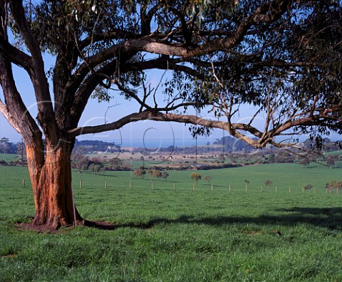 Gum tree on the Mornington Peninsula with the sea in the distance Victoria Australia