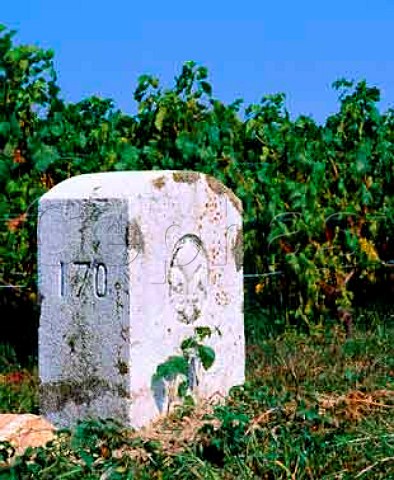 Marker stone denoting the Switzerland  France   border in vineyard at Dardagny near Geneva   Switzerland