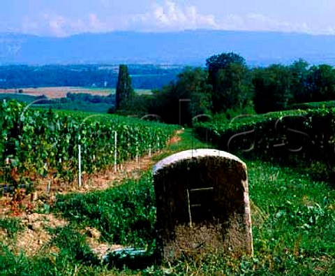 Marker stone denoting the Switzerland  France   border in vineyards at Dardagny near Geneva   Switzerland