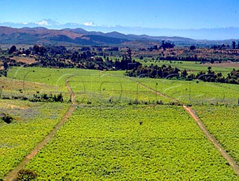 Vineyards of Via Tabontinaja in the   Parapel Valley Talca Chile