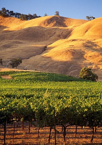 Vineyard in Knights Valley   Sonoma Co California  Knights Valley AVA