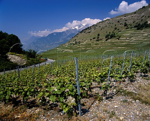 Vineyards above Sion Valais Switzerland