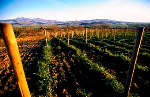 Poggio al Sole vineyard of Tenuta la   Fiorita Castelnuovo dellAbate Tuscany   Italy   Brunello di Montalcino