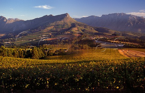Thelema Mountain Vineyards Stellenbosch South Africa