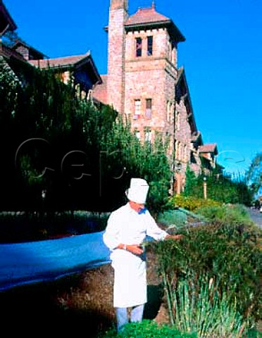 Mark E Miller executive chef gathering fresh  herbs from the garden of the Culinary Arts Institute  at Greystone St Helena Napa Valley California